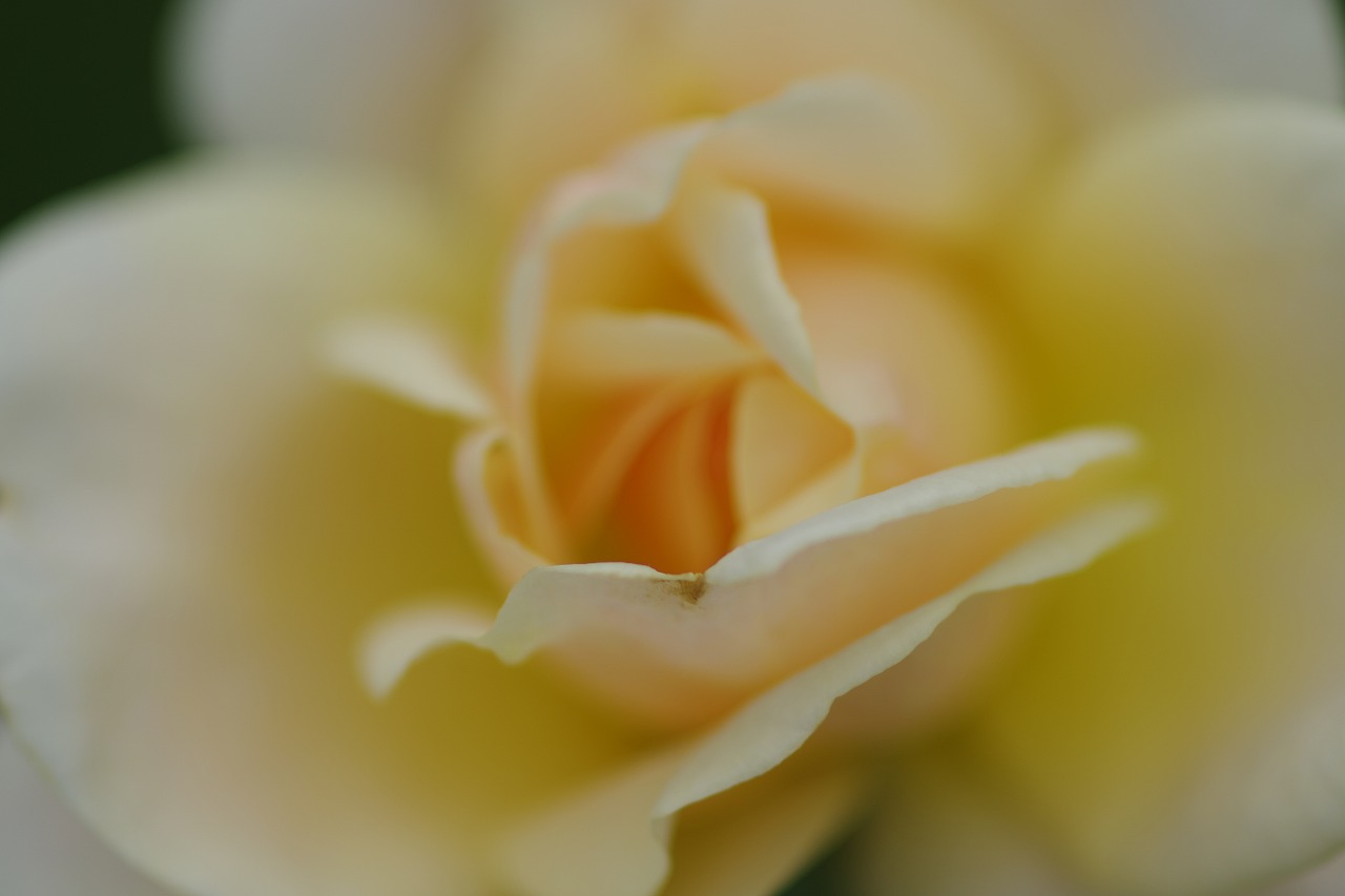 群馬県前橋市の敷島公園のバラ園の花々