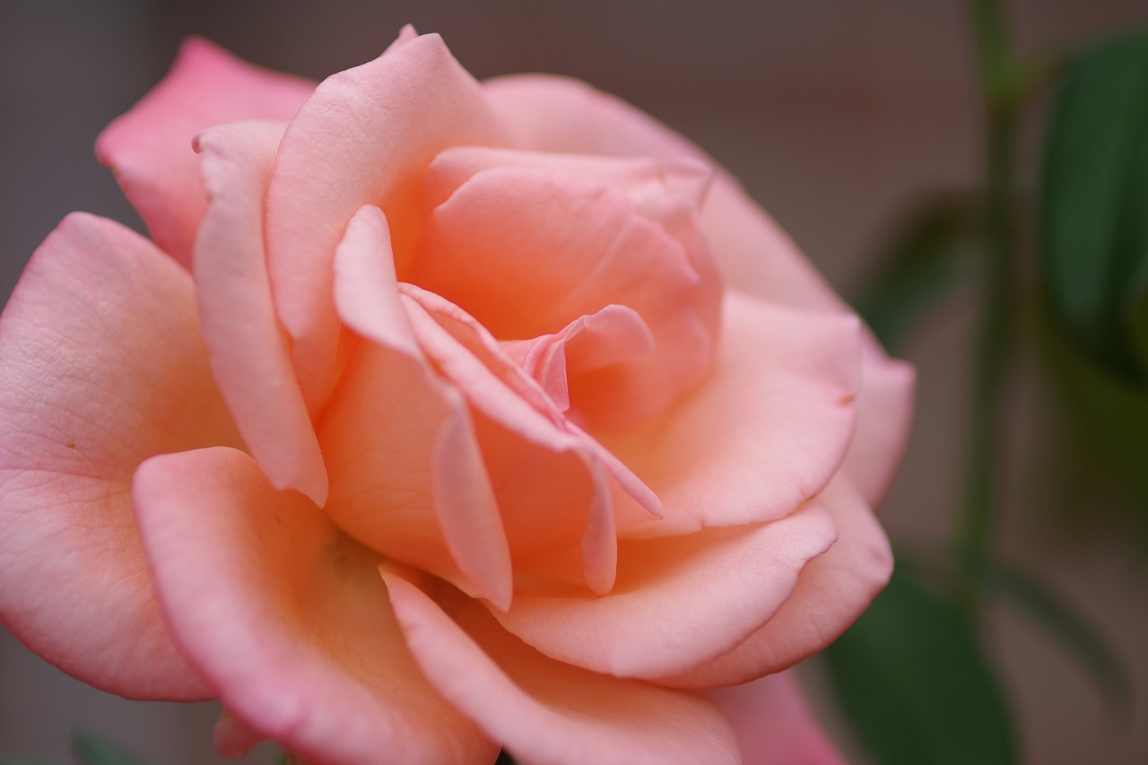 群馬県前橋市の敷島公園のバラ園の花々