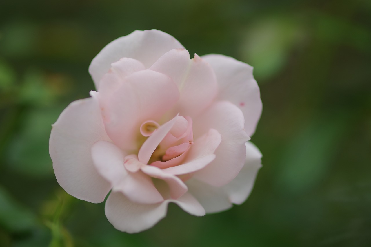 群馬県前橋市の敷島公園のバラ園の花々