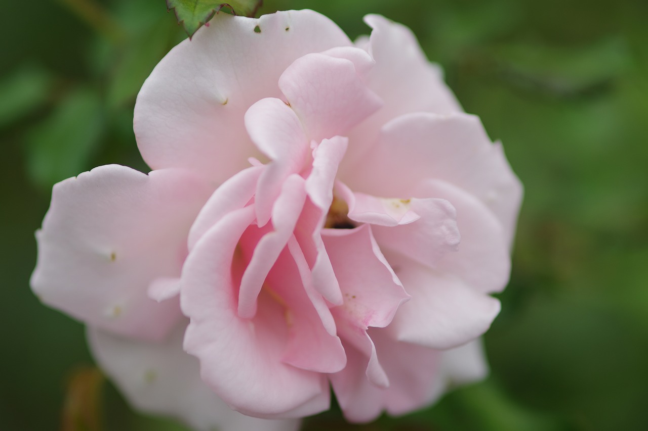 群馬県前橋市の敷島公園のバラ園の花々