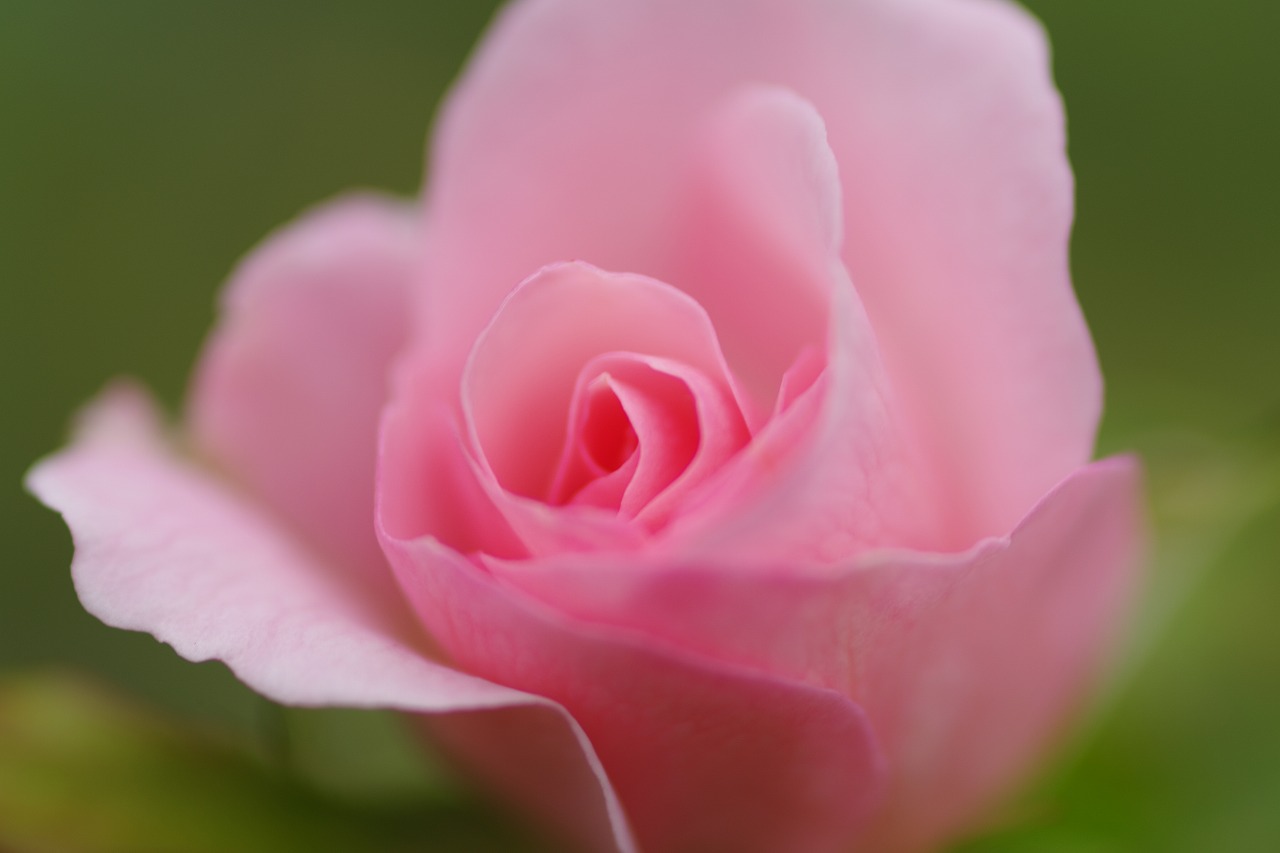 群馬県前橋市の敷島公園のバラ園の花々