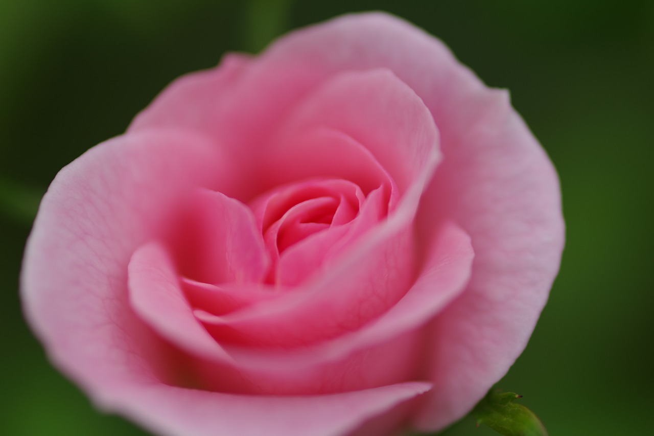 群馬県前橋市の敷島公園のバラ園の花々