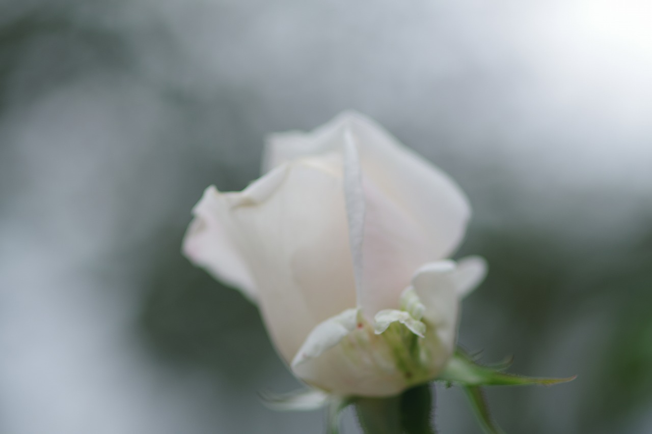 群馬県前橋市の敷島公園のバラ園の花々