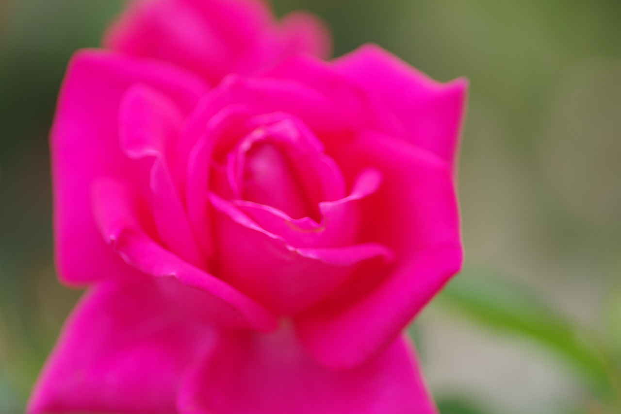 群馬県前橋市の敷島公園のバラ園の花々
