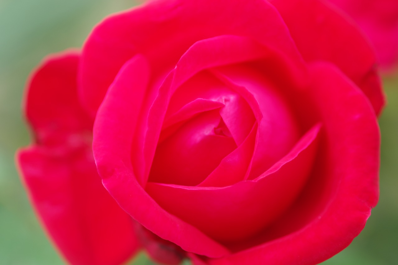 群馬県前橋市の敷島公園のバラ園の花々