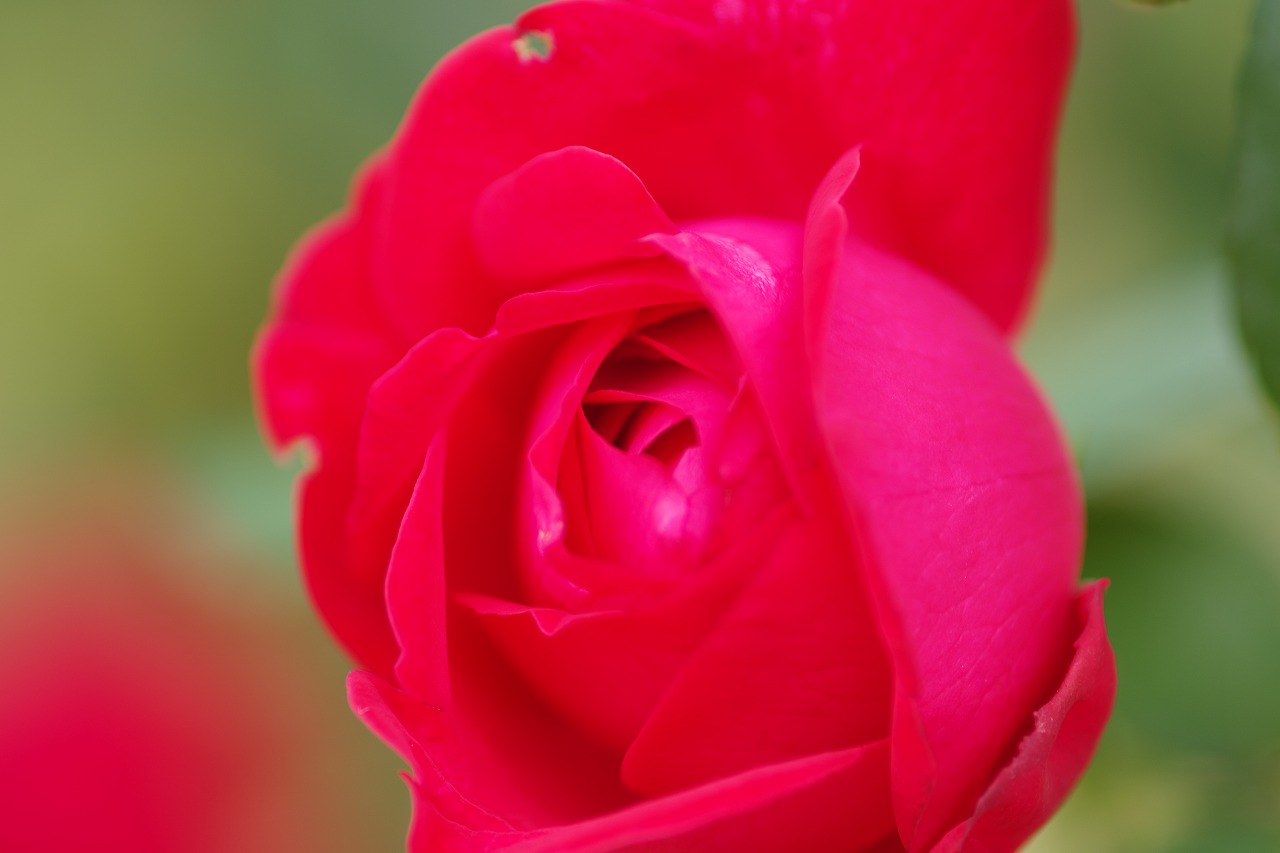 群馬県前橋市の敷島公園のバラ園の花々