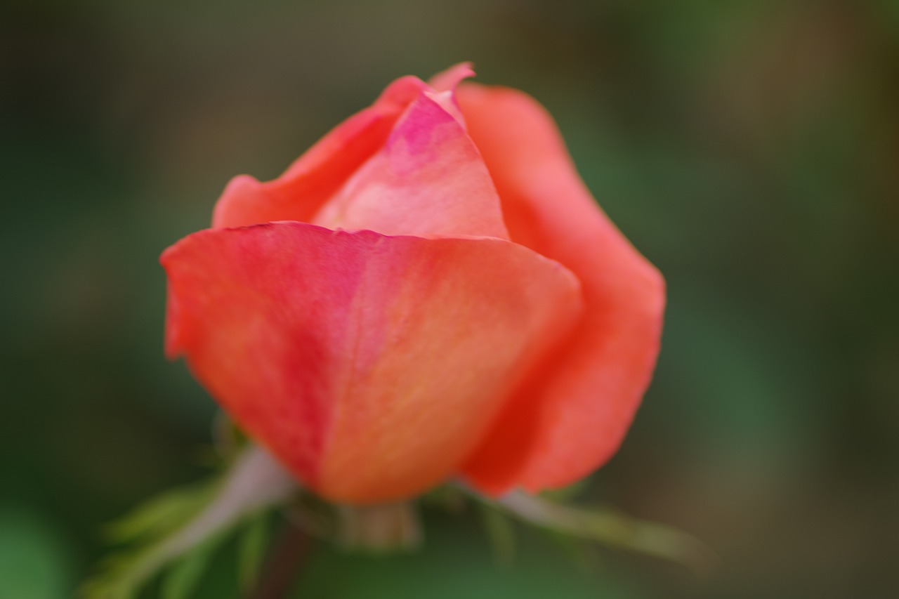 群馬県前橋市の敷島公園のバラ園の花々