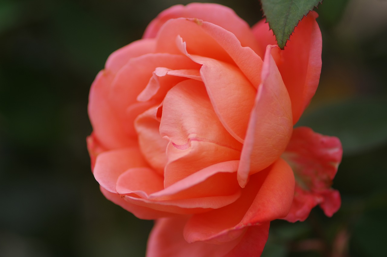 群馬県前橋市の敷島公園のバラ園の花々