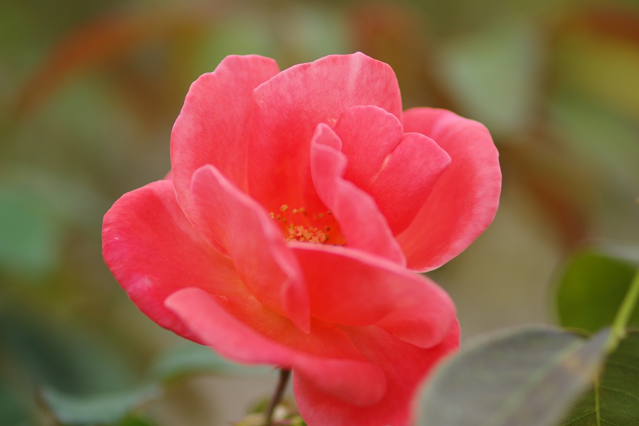 群馬県前橋市の敷島公園のバラ園の花々