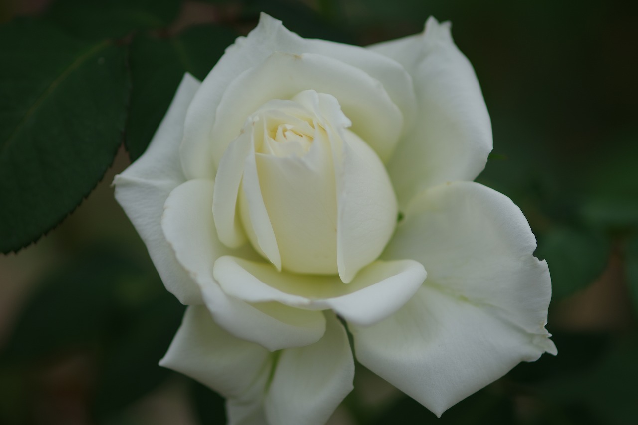 群馬県前橋市の敷島公園のバラ園の花々