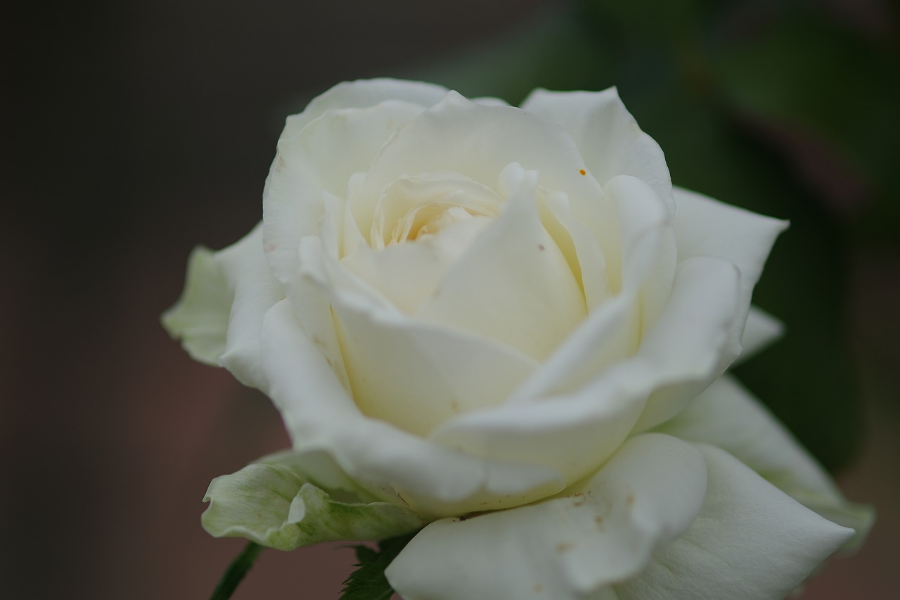 群馬県前橋市の敷島公園のバラ園の花々