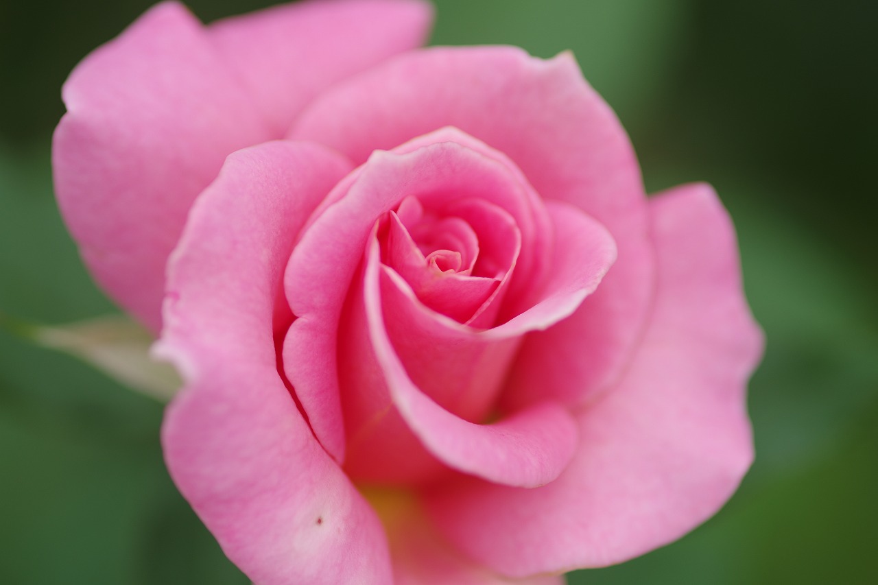 群馬県前橋市の敷島公園のバラ園の花々