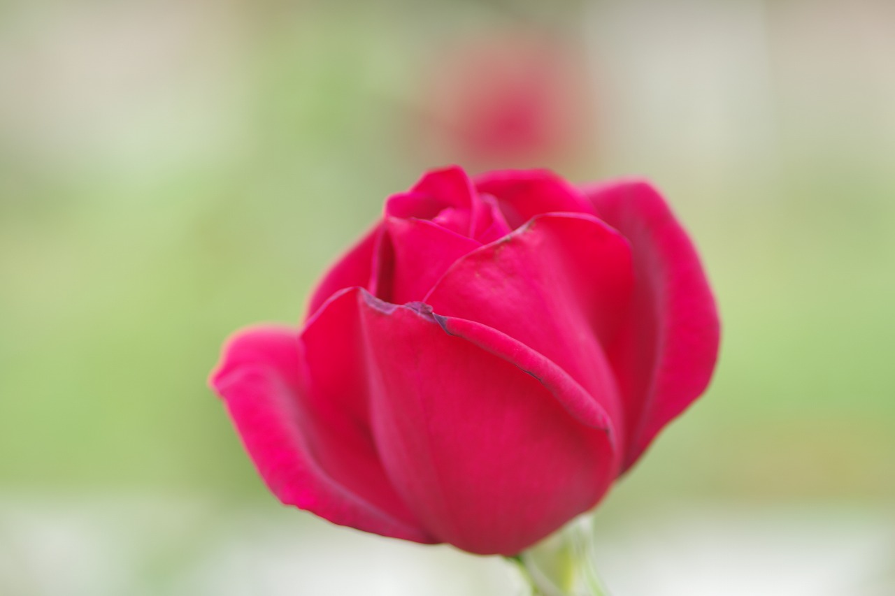 群馬県前橋市の敷島公園のバラ園の花々