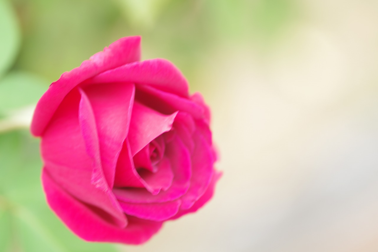 群馬県前橋市の敷島公園のバラ園の花々