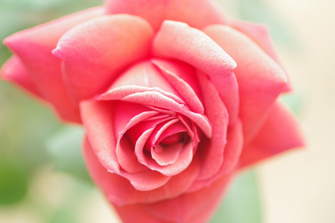 群馬県前橋市の敷島公園のバラ園の花々