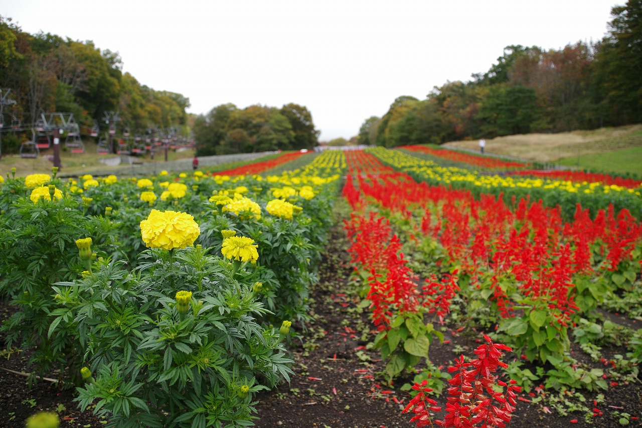 群馬県沼田市の玉原高原のコキア