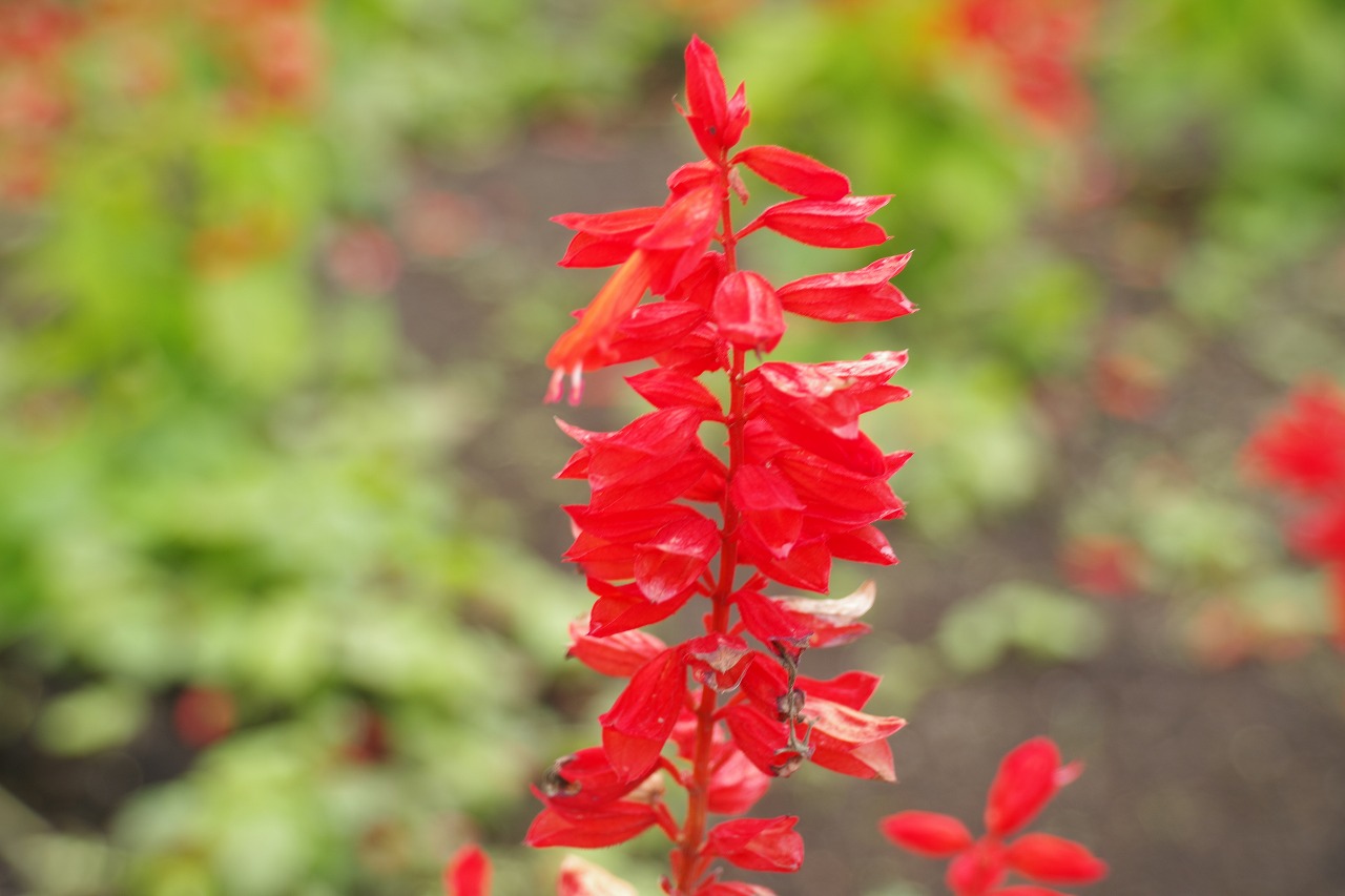 群馬県沼田市の玉原高原のコキア