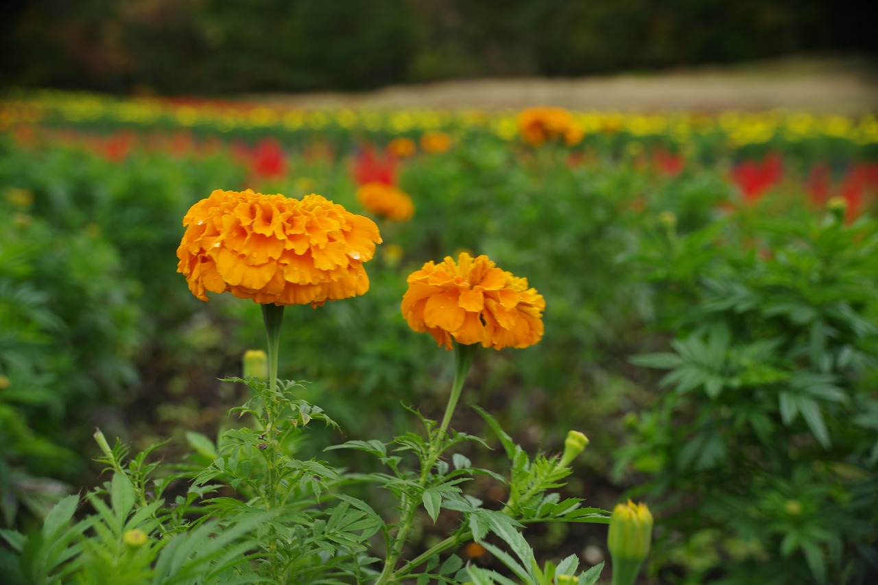 群馬県沼田市の玉原高原のコキア