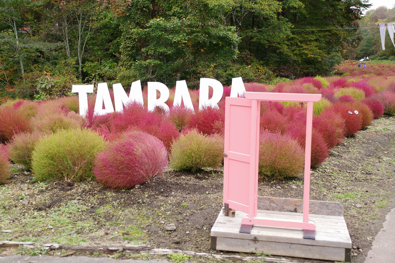 群馬県沼田市の玉原高原のコキア