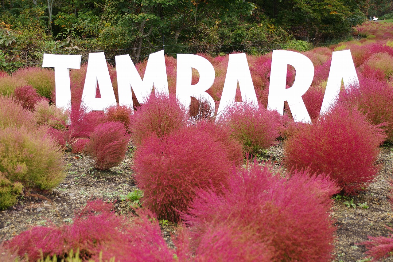 群馬県沼田市の玉原高原のコキア