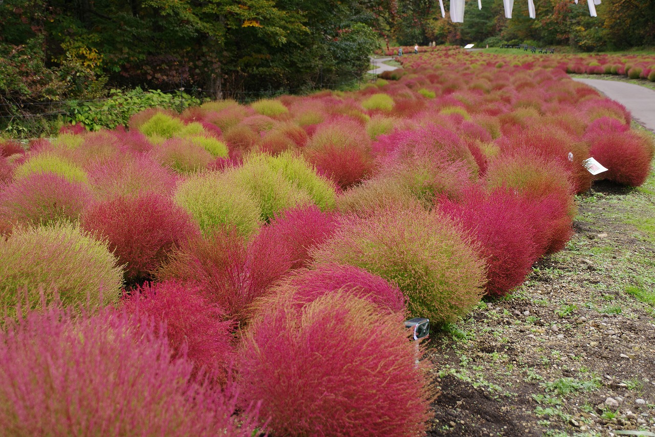 群馬県沼田市の玉原高原のコキア