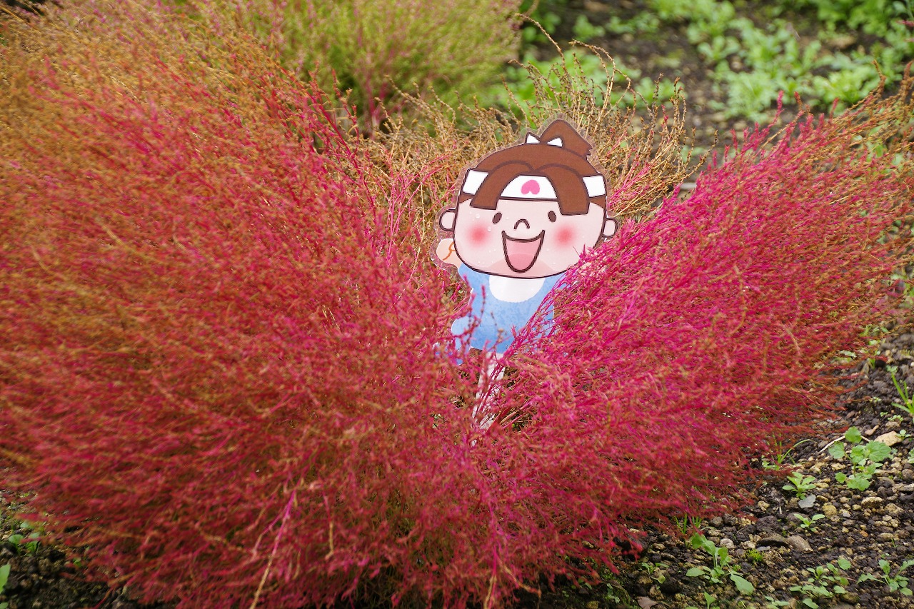 群馬県沼田市の玉原高原のコキア