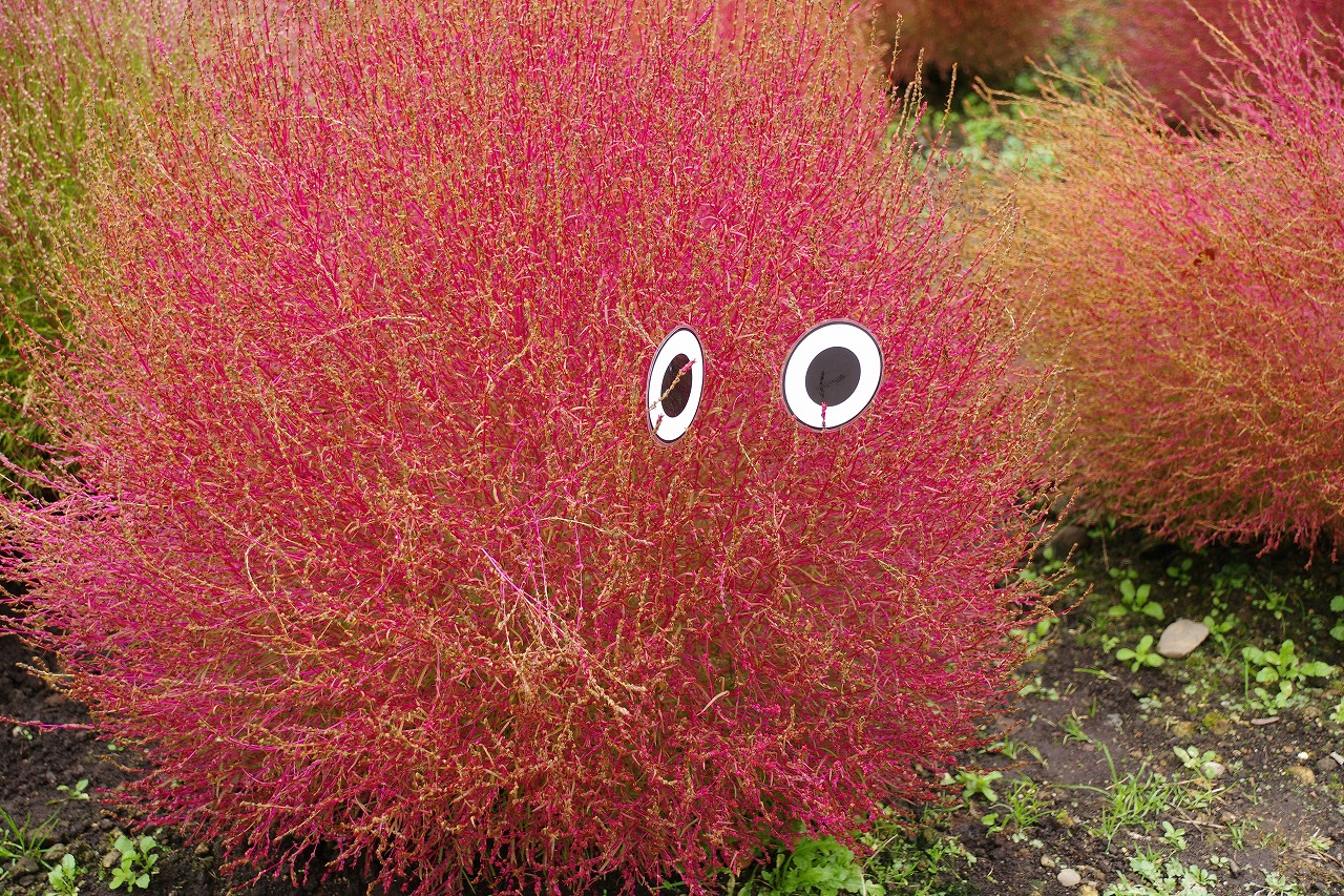 群馬県沼田市の玉原高原のコキア