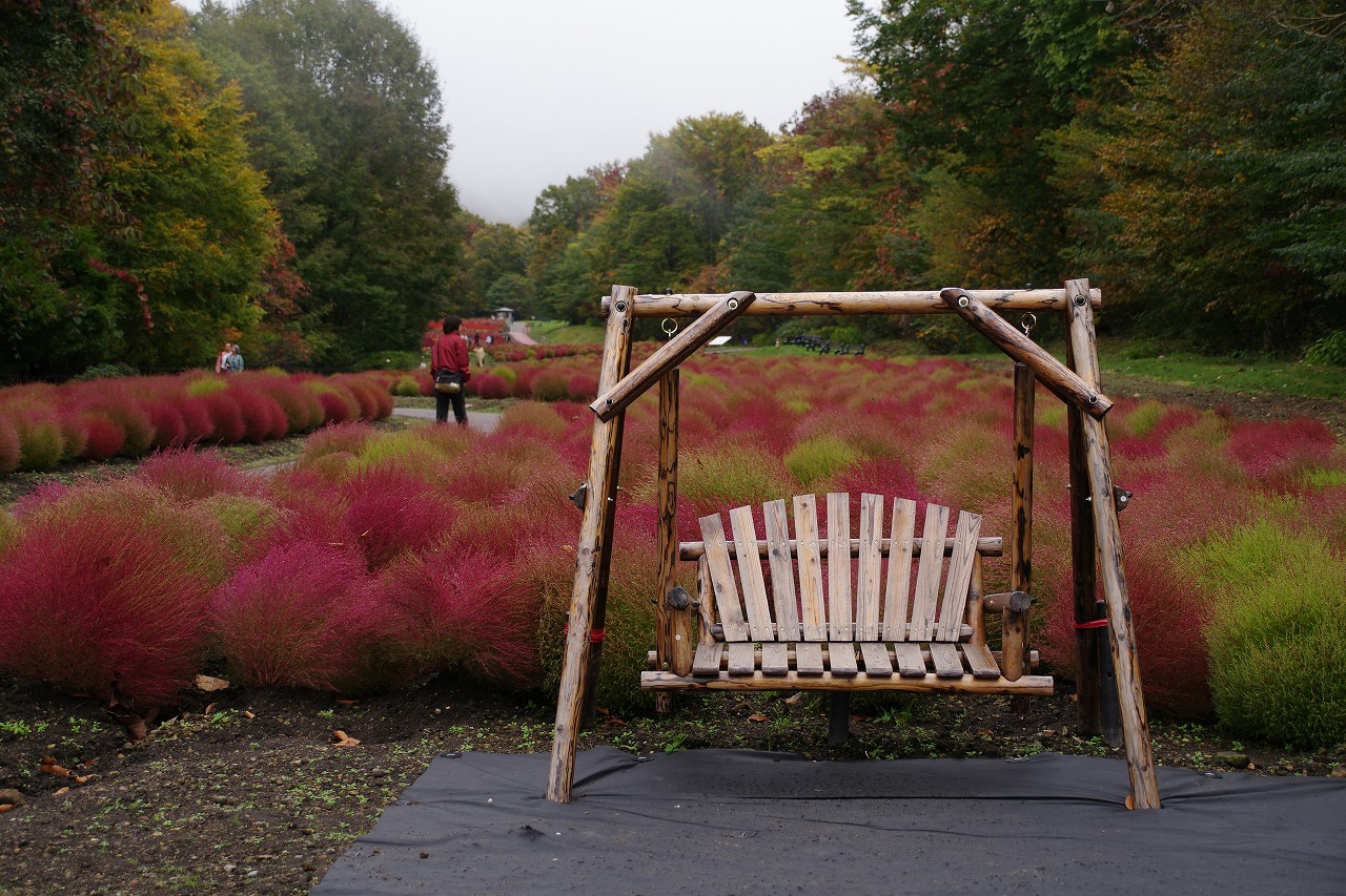 群馬県沼田市の玉原高原のコキア