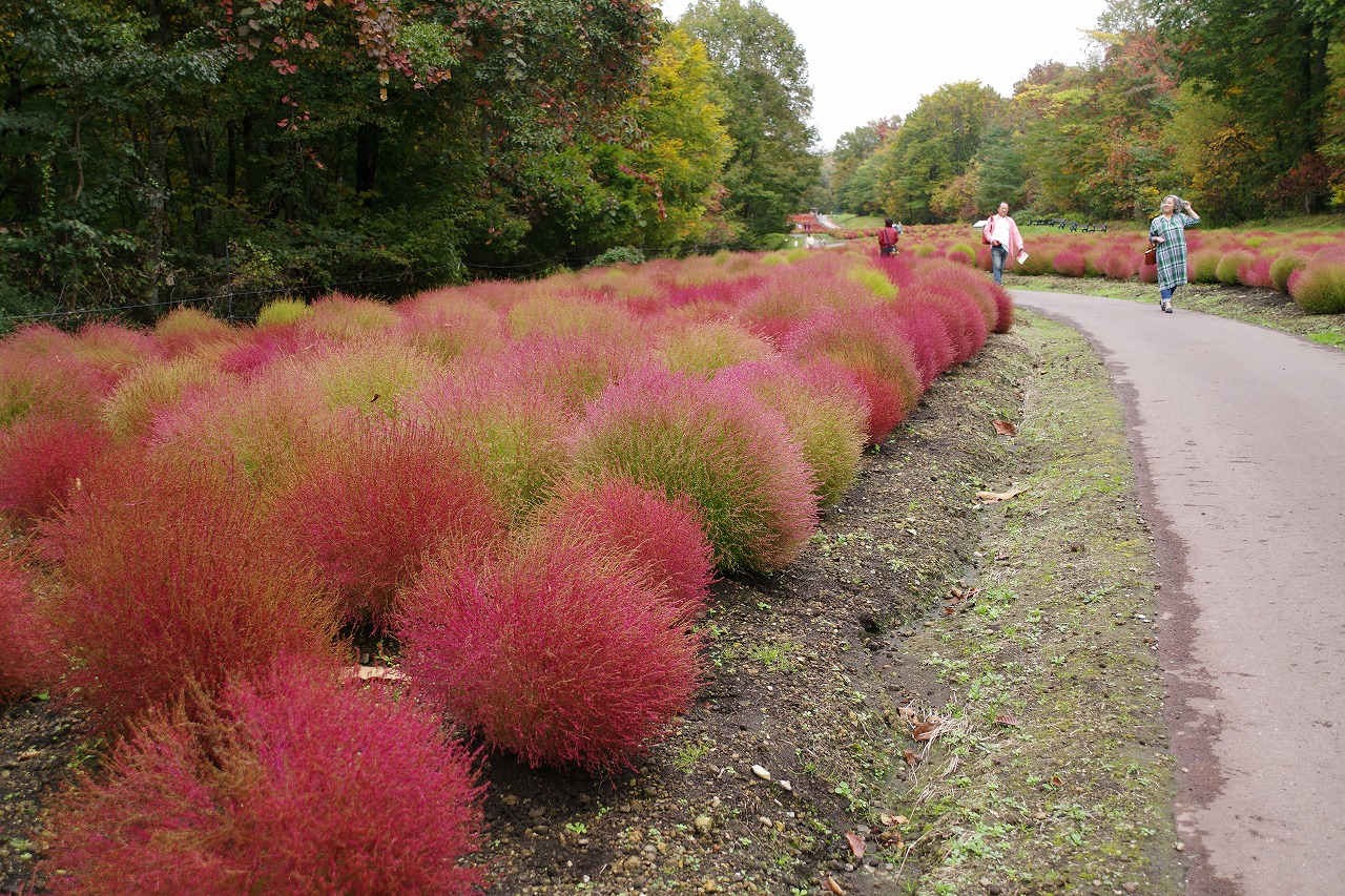 群馬県沼田市の玉原高原のコキア