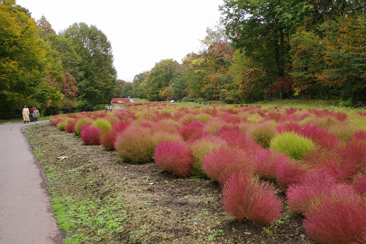 群馬県沼田市の玉原高原のコキア