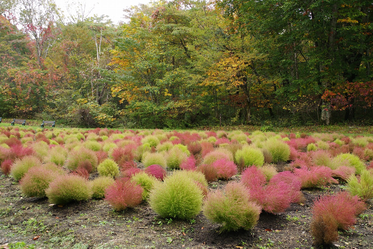 群馬県沼田市の玉原高原のコキア