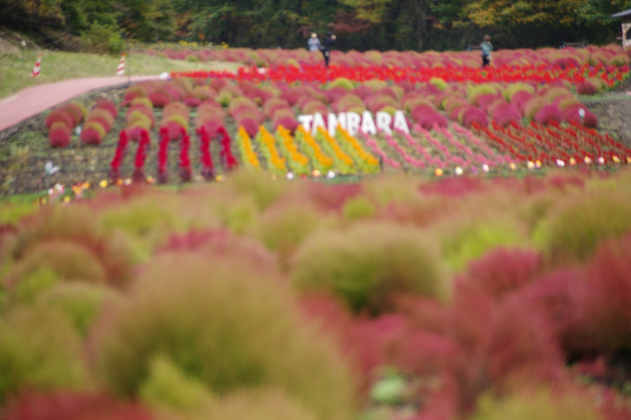 群馬県沼田市の玉原高原のコキア