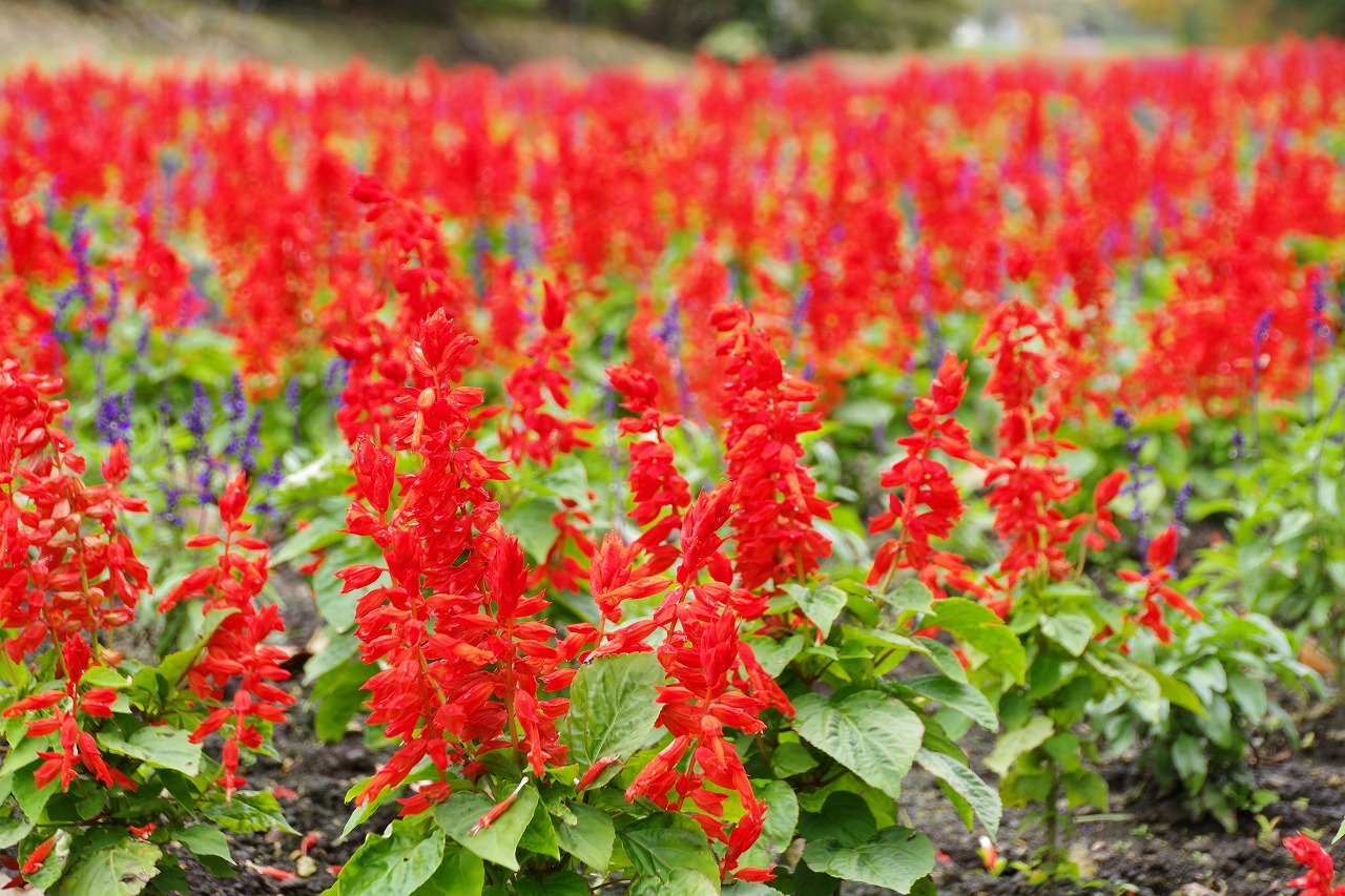 群馬県沼田市の玉原高原のコキア