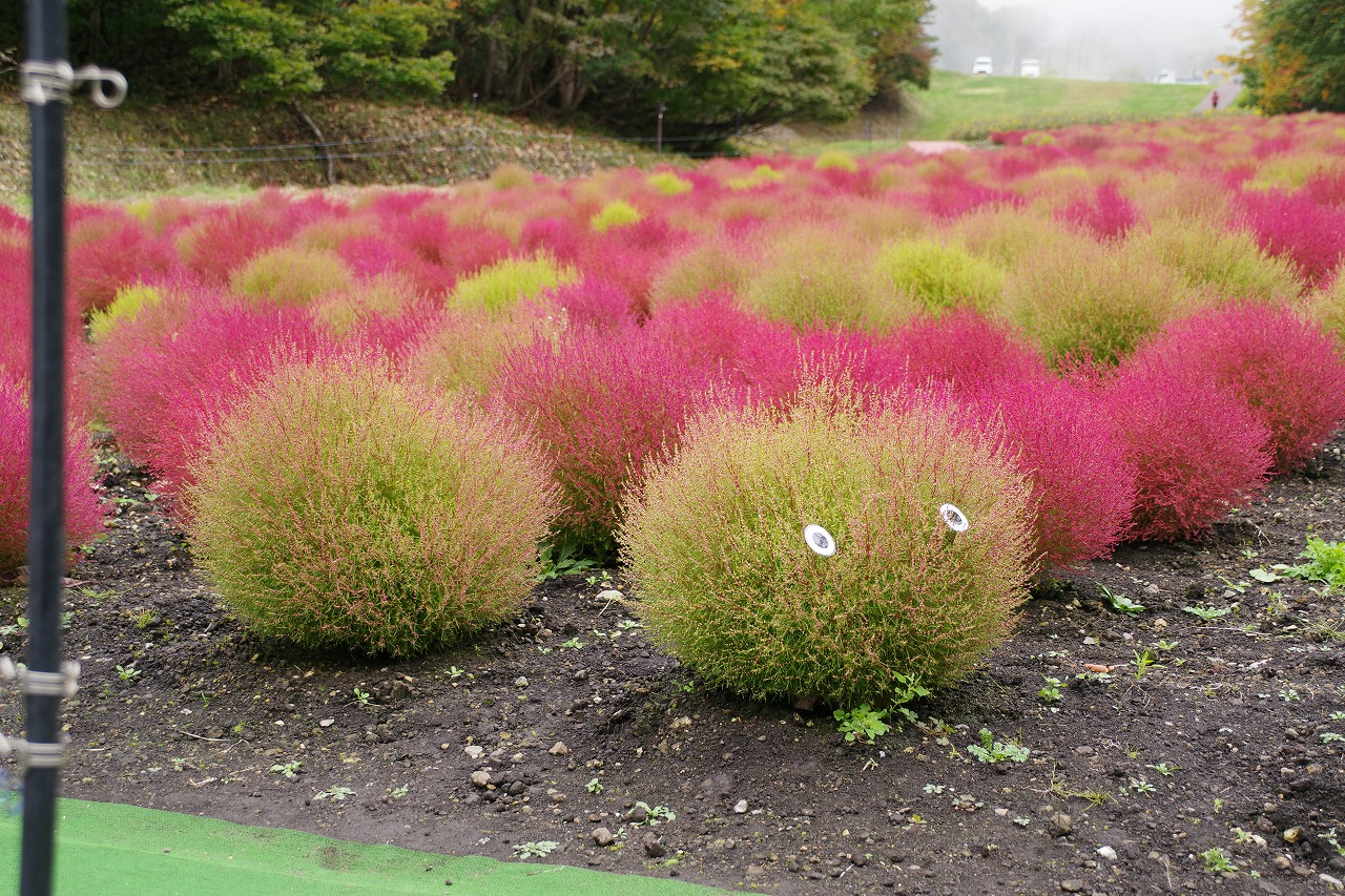 群馬県沼田市の玉原高原のコキア