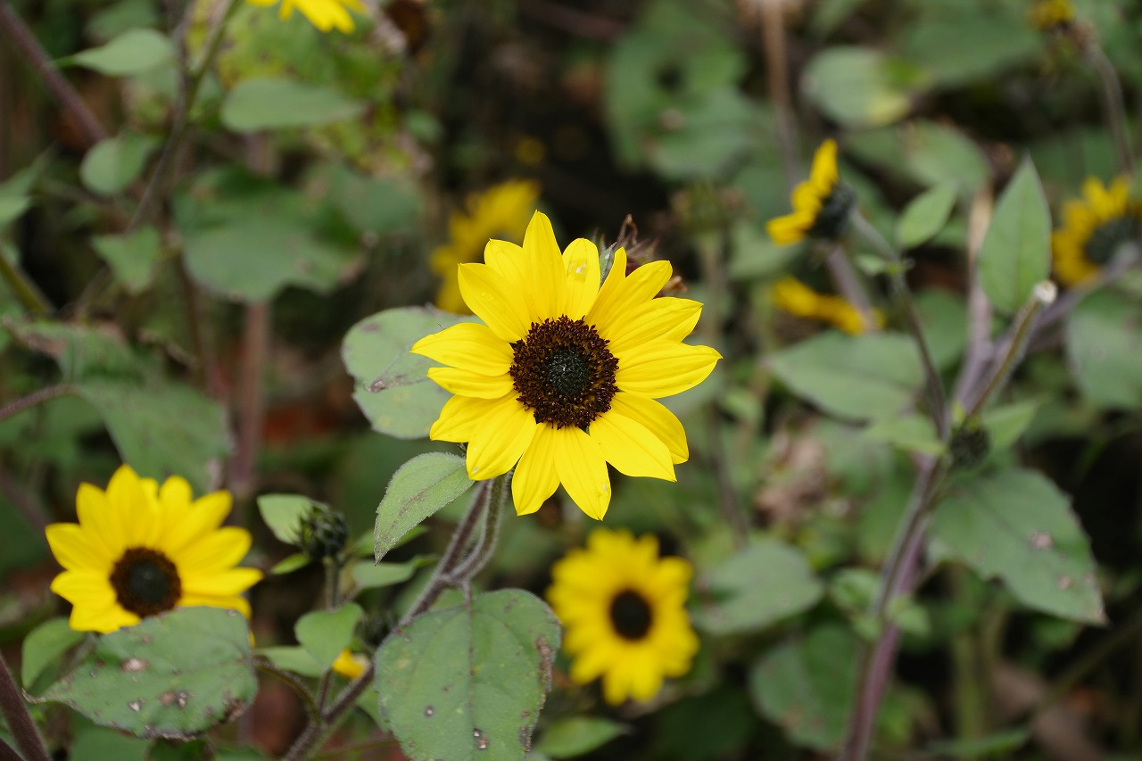 群馬県沼田市の玉原高原のコキア