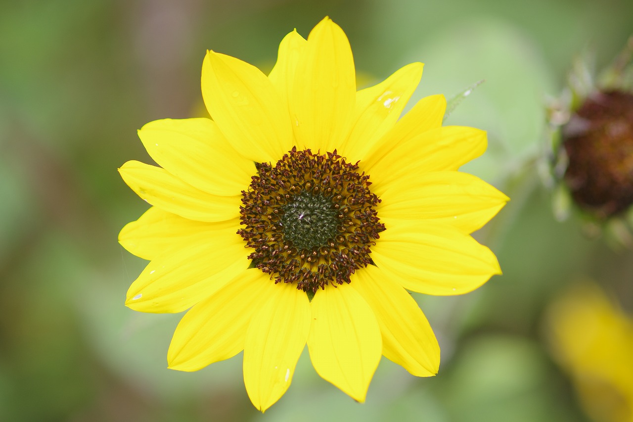 群馬県沼田市の玉原高原のコキア