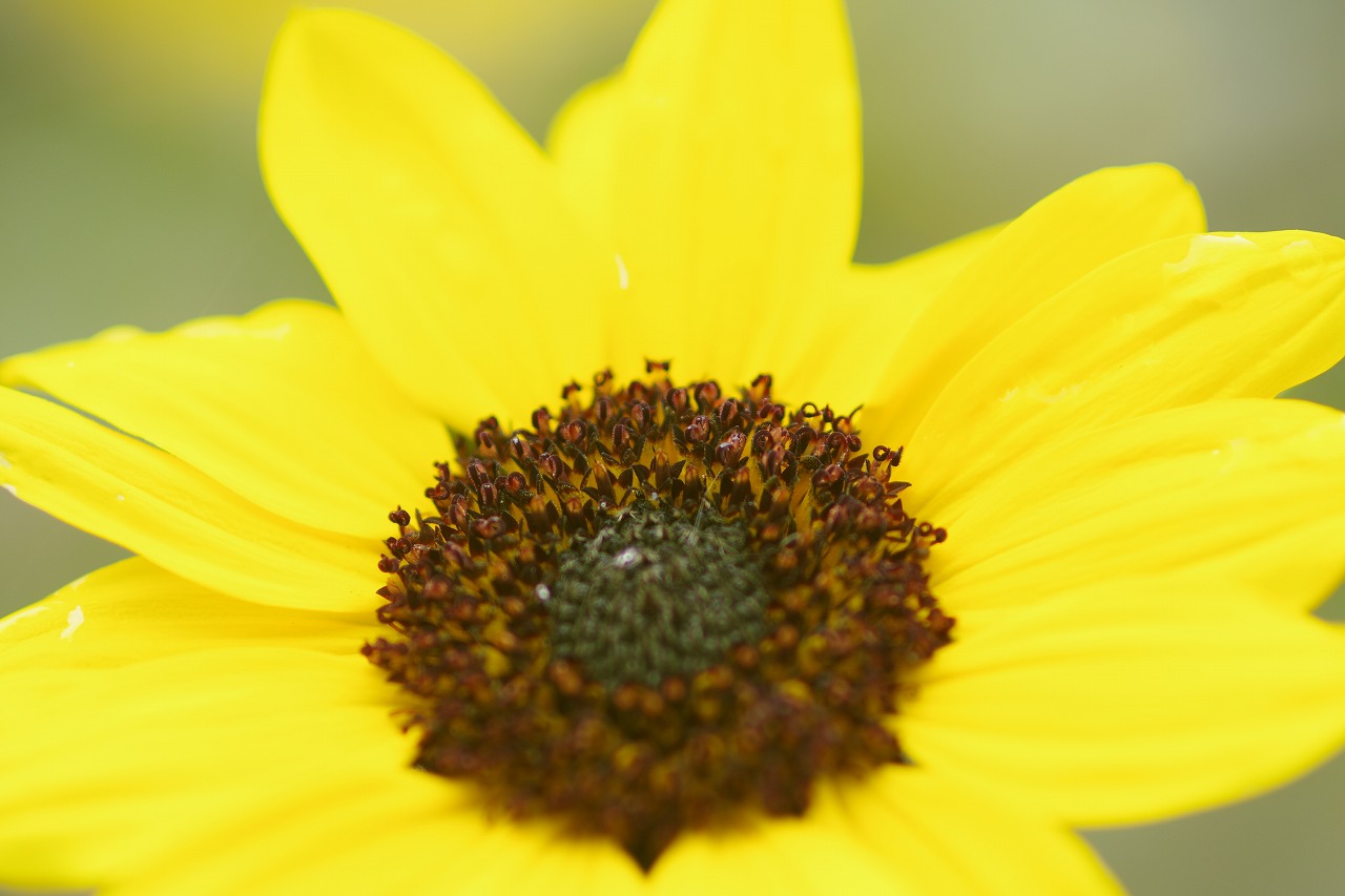 群馬県沼田市の玉原高原のコキア