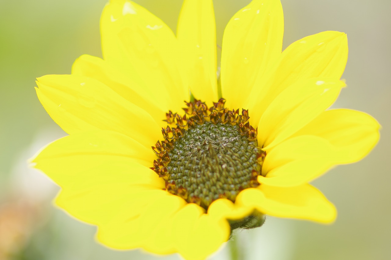 群馬県沼田市の玉原高原のコキア