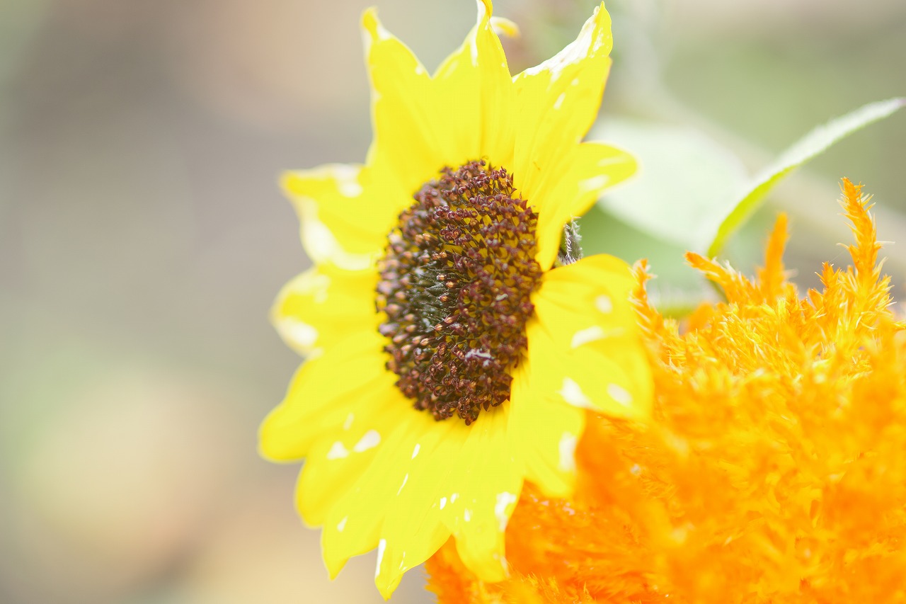 群馬県沼田市の玉原高原のコキア