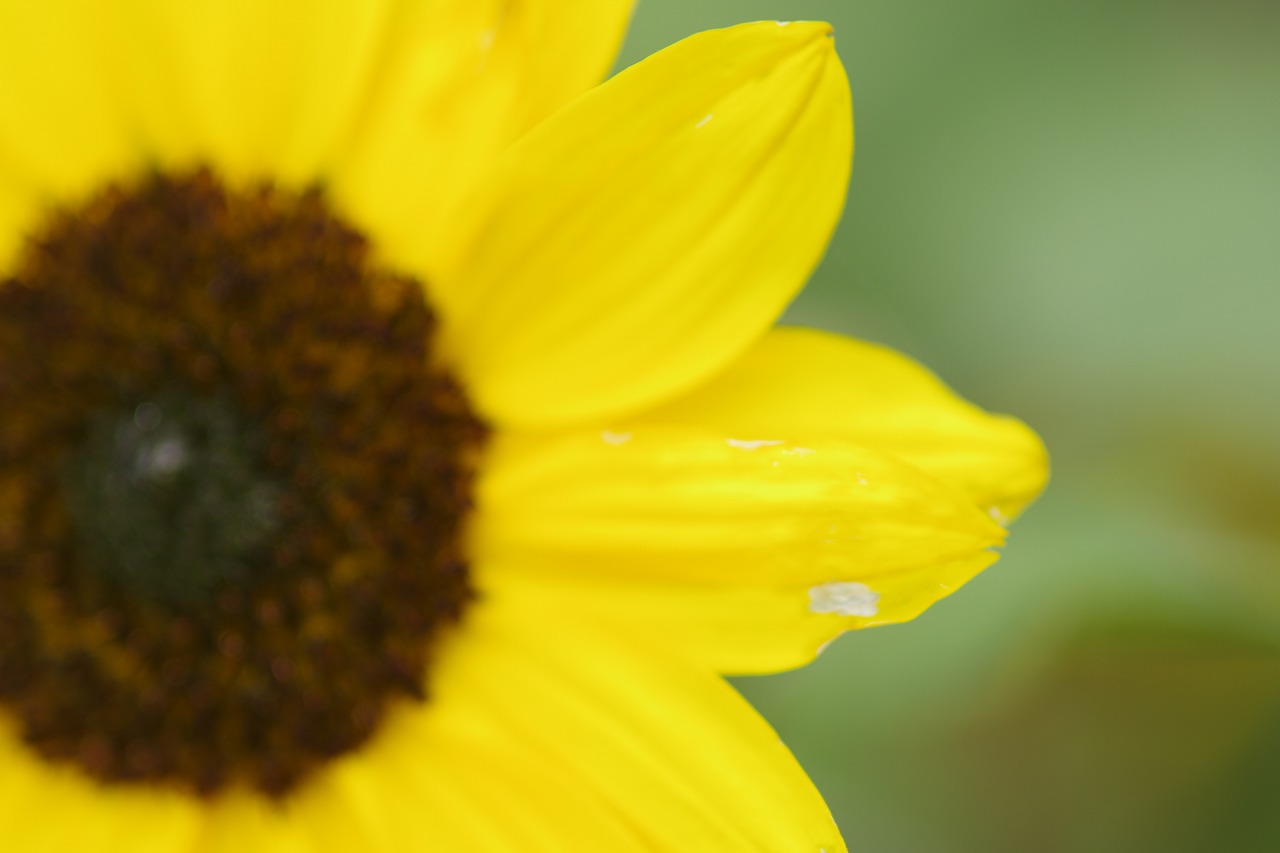 群馬県沼田市の玉原高原のコキア