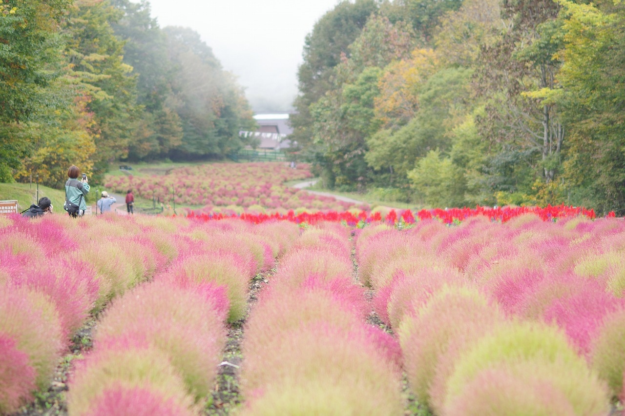 群馬県沼田市の玉原高原のコキア