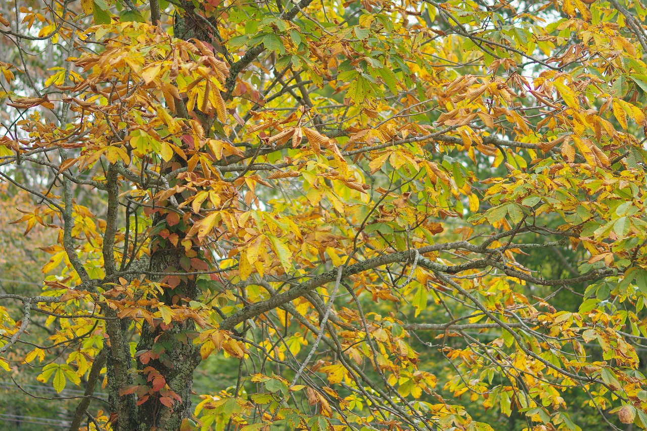 群馬県沼田市の玉原高原のコキア