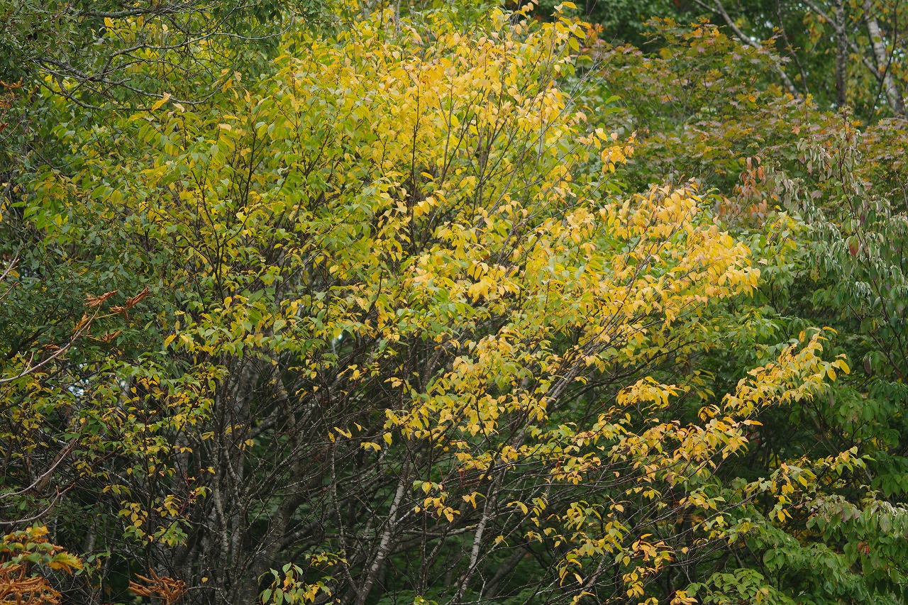 群馬県沼田市の玉原高原のコキア
