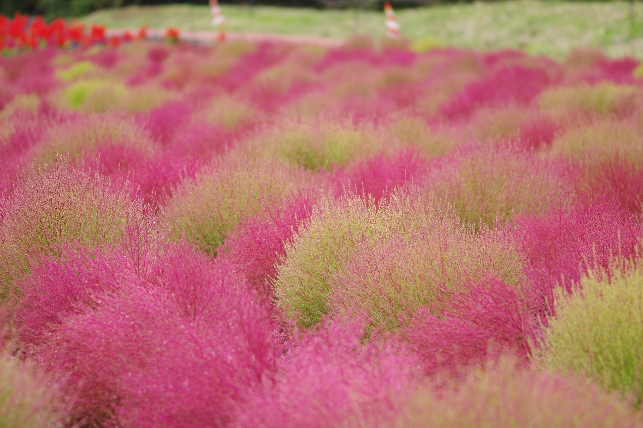群馬県沼田市の玉原高原のコキア