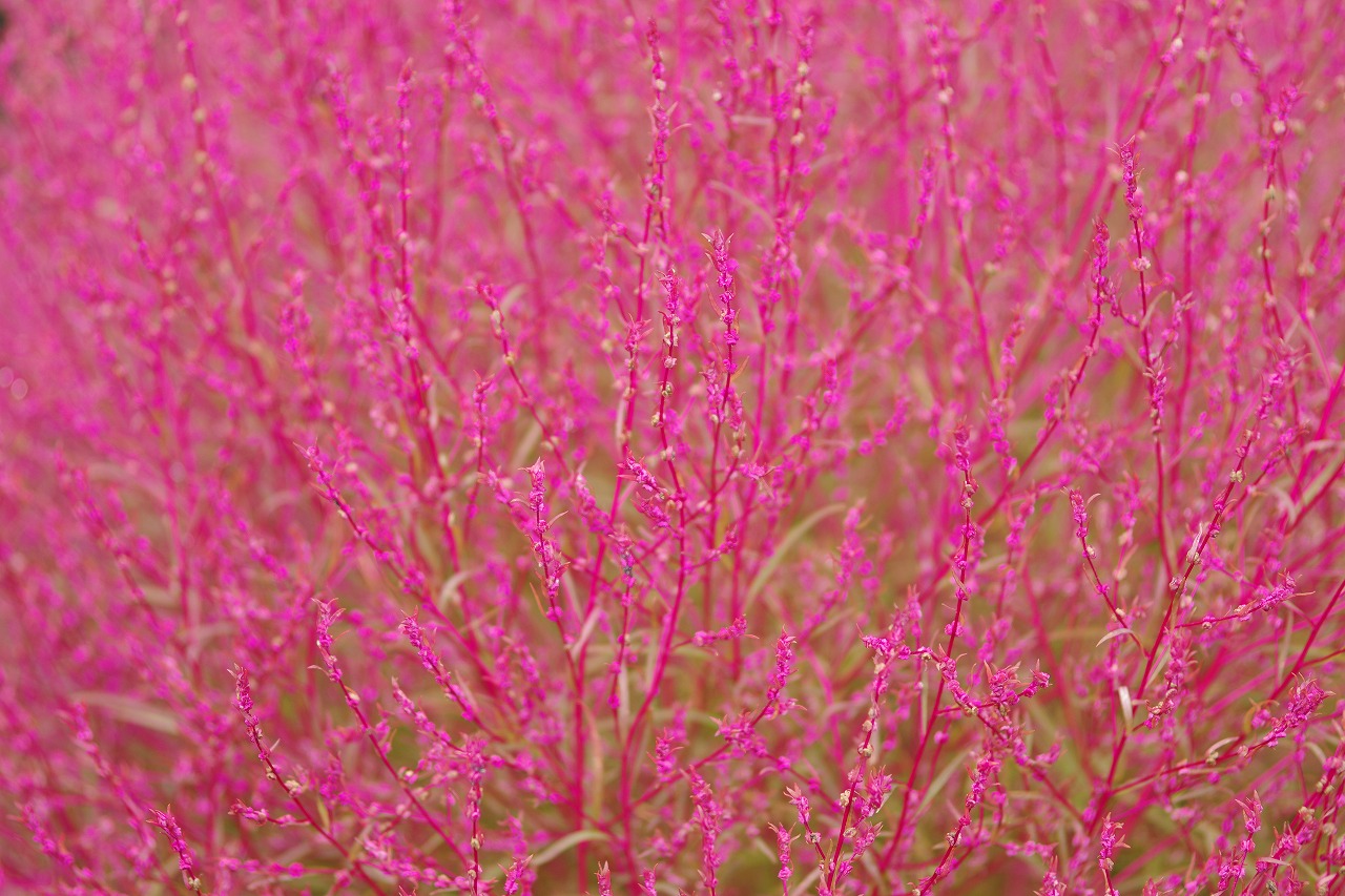 群馬県沼田市の玉原高原のコキア