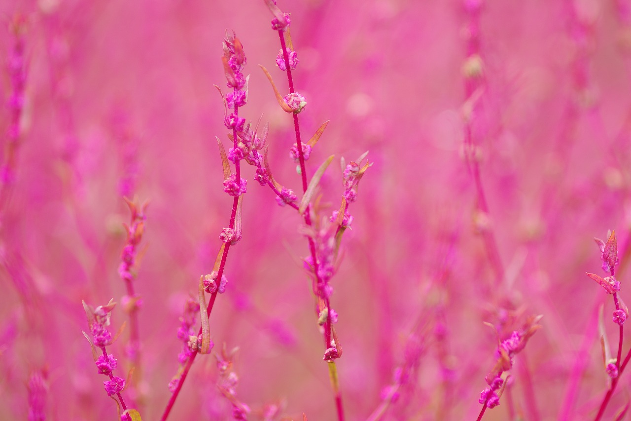 群馬県沼田市の玉原高原のコキア