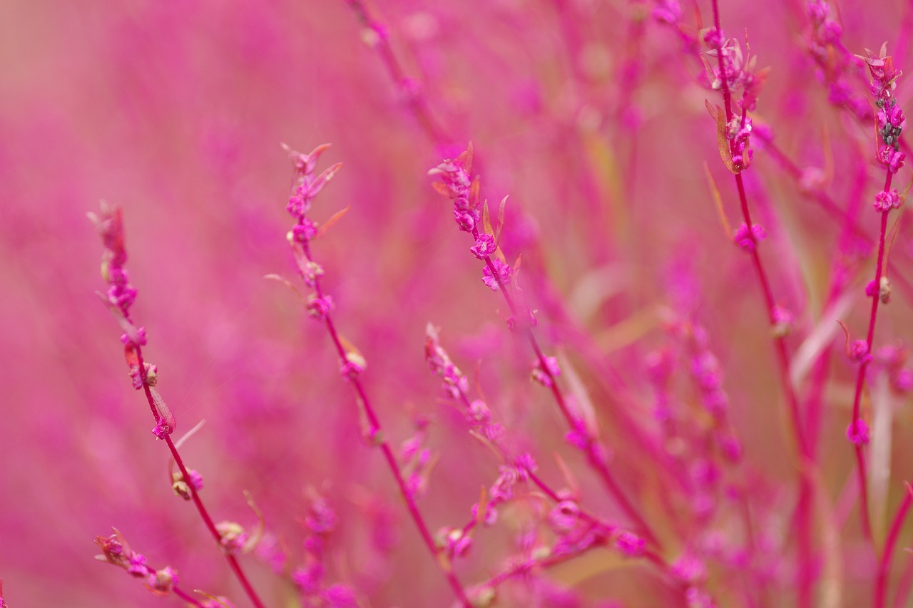 群馬県沼田市の玉原高原のコキア