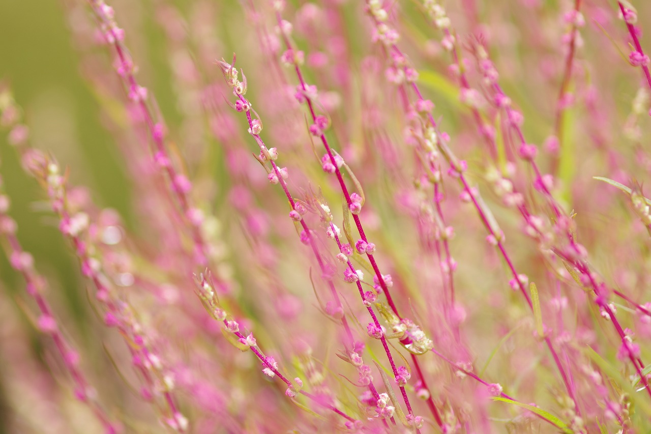 群馬県沼田市の玉原高原のコキア