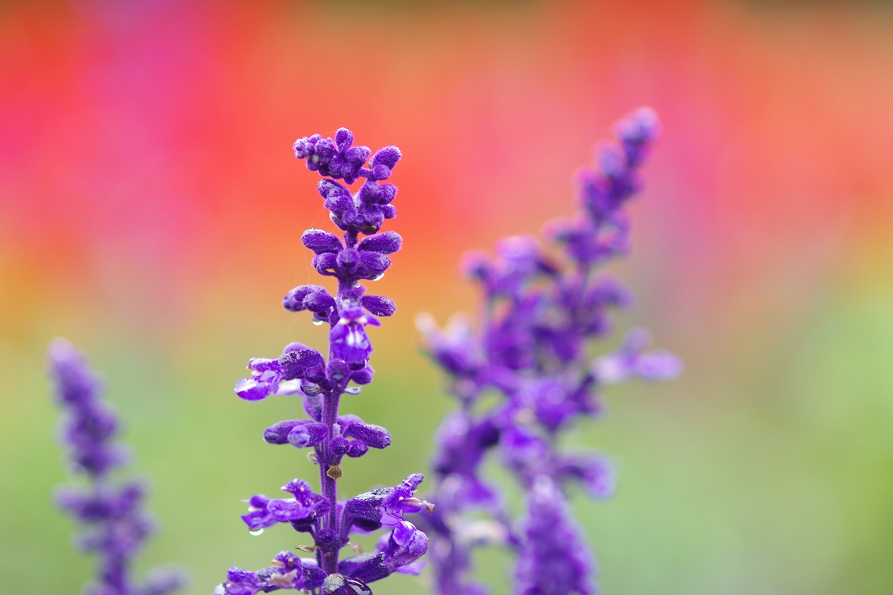 群馬県沼田市の玉原高原のコキア