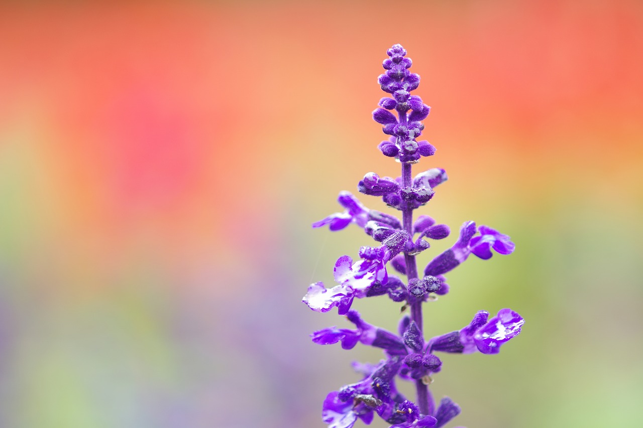 群馬県沼田市の玉原高原のコキア
